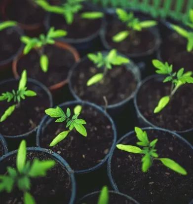Baby plants for planting.
